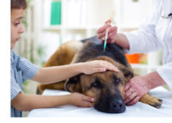 Pet Vaccination Matters