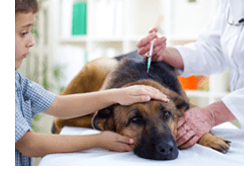 Pet Vaccination Matters