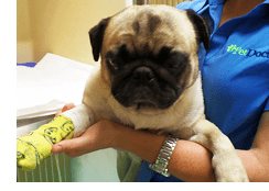 maurice is one lucky pug!