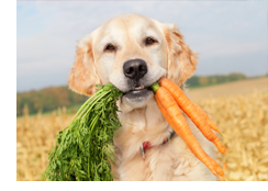 fruit and vegetables for pets