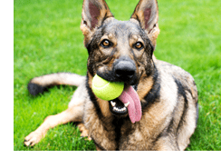 fish Oil for Your Dog