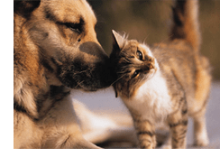 introducing a new pet