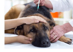 Parvovirus in Dogs