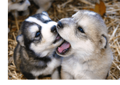 Socialising your dog