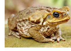 Cane Toad Toxicity