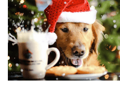 Prevent a crisis this Christmas