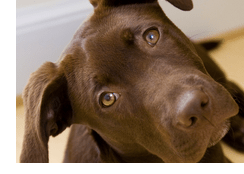 Charlie and his itchy ears