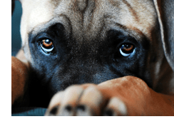 diarrhoea in pets
