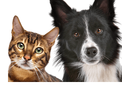 Neutering an adult pet