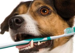 Pet-Dental-Health