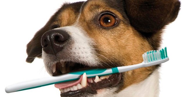 Pet-Dental-Health