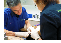 Pet dental procedure