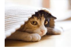 Pheromones Can Assist Anxiety