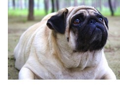 Is My Pet Overweight?