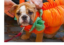 Halloween And Your Pet