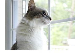 Indoor cat vs outdoor cat