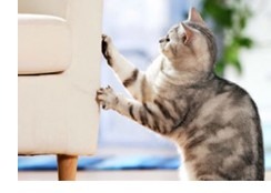 Common Behavioural Issues in Pets