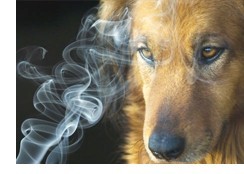 pet smoke