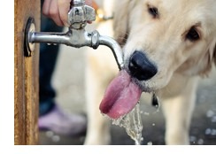 Dehydration in Pets