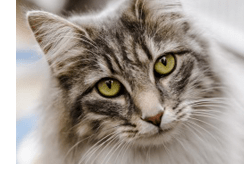 Healthcare for older cats