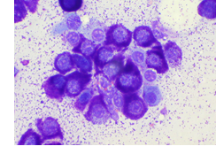 Mast Cell Tumours