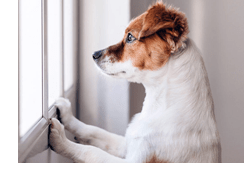 separation anxiety in pets