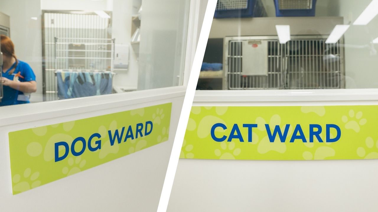 Seperate cat and dog wards